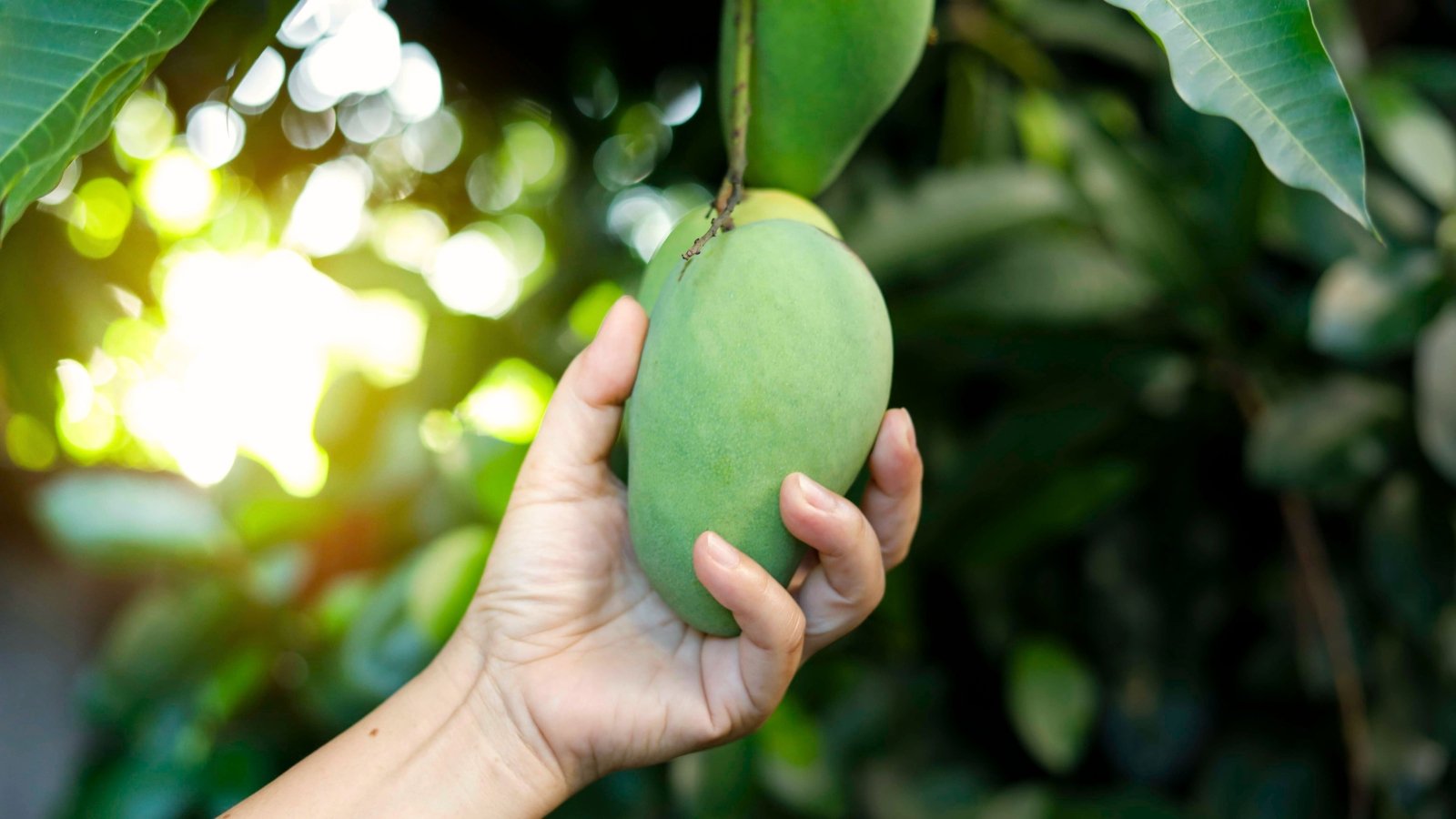 Close-up of a man's hand picking a green mango from a tree in a garden.
