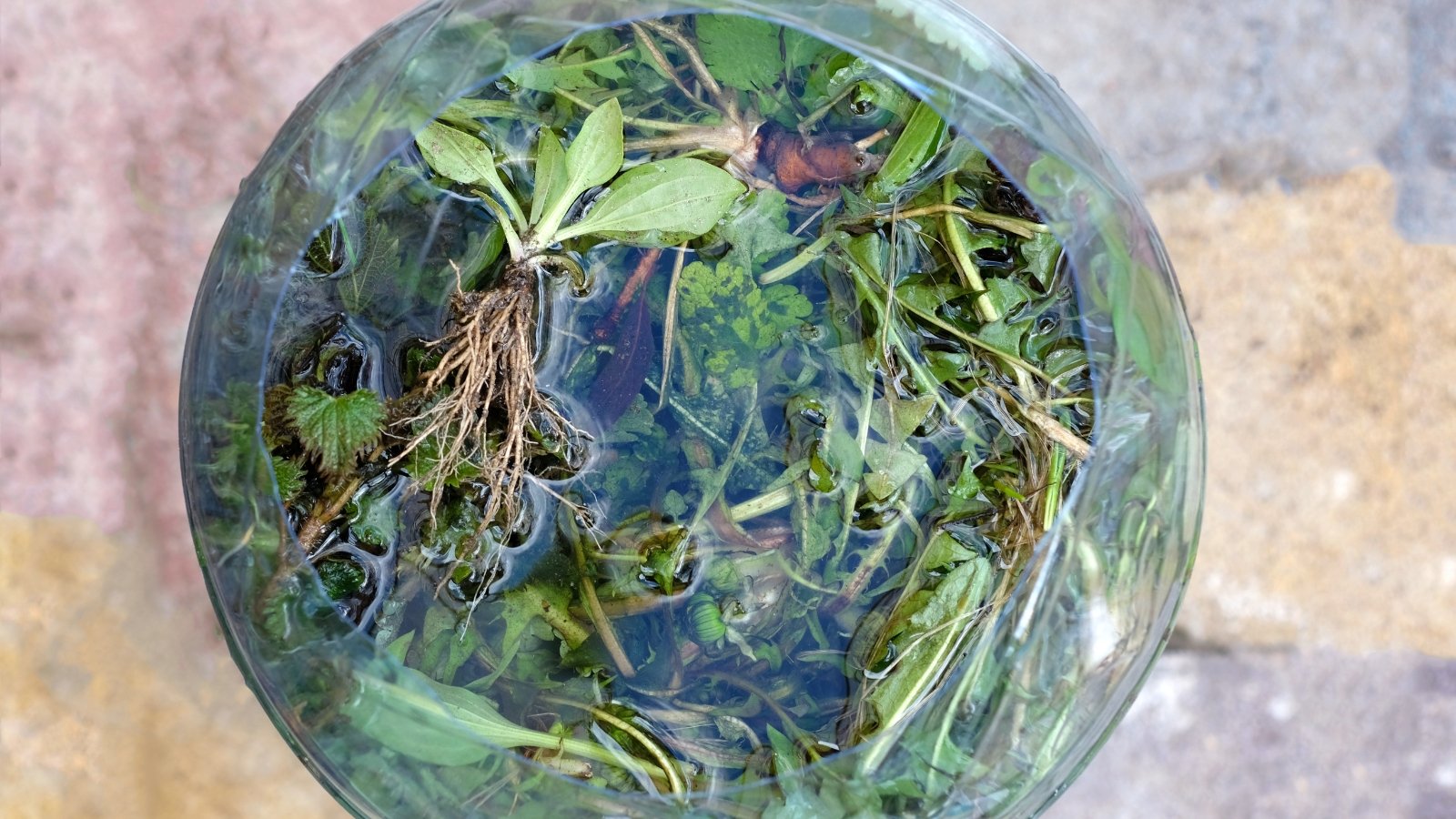 A close-up of a glass bowl filled with freshly harvested herbs, submerged in water, the mixture revealing stems and leaves, soaking in preparation for compost tea.