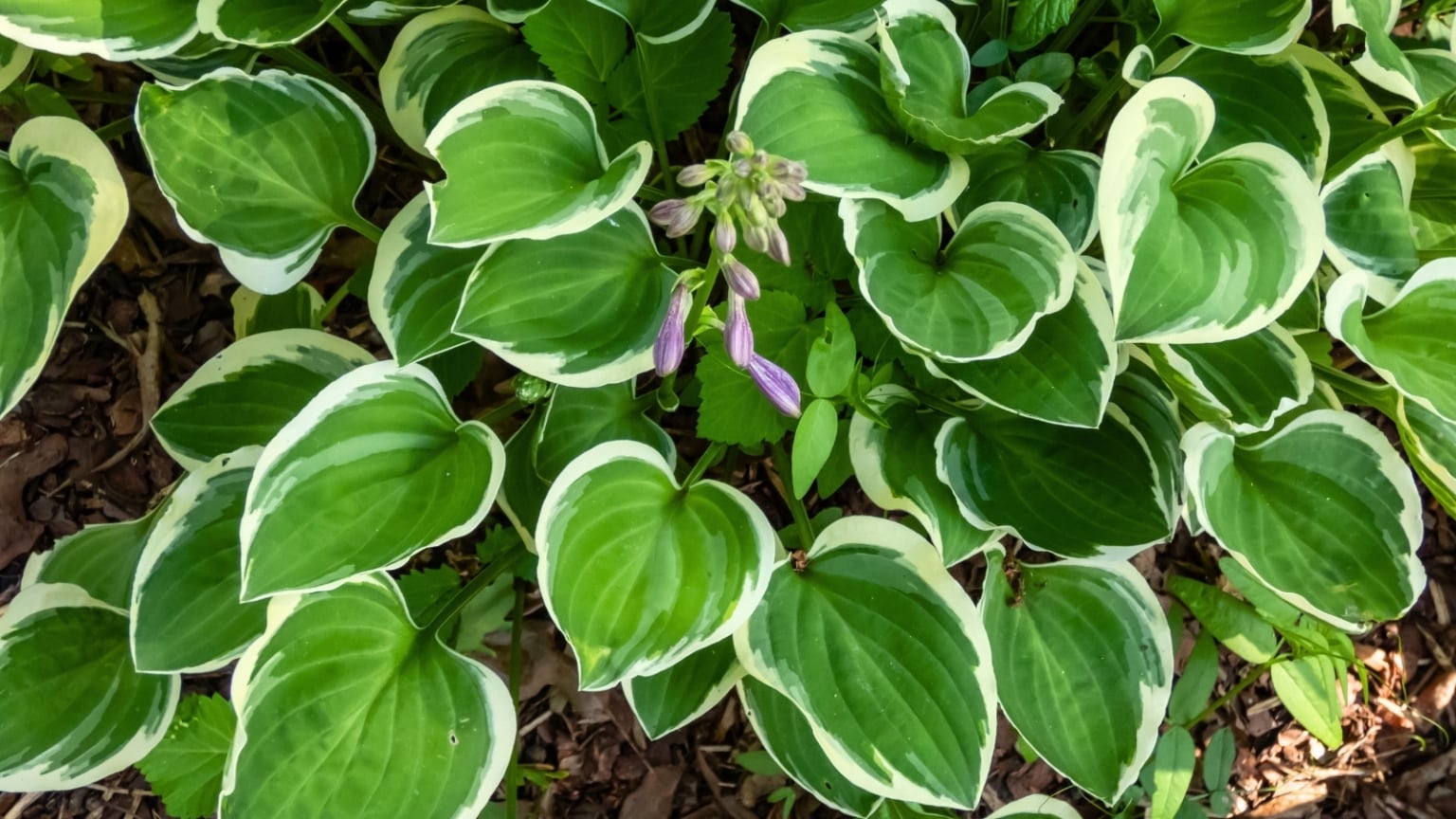 Transplanting Hostas in Late Fall: Best Practices for a Thriving Garden