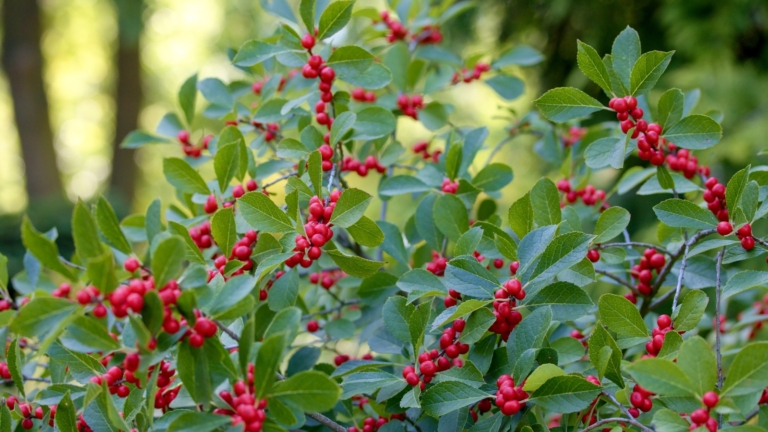 Fall Berry Plant 21 Ornamental Plants with Fall Berries
