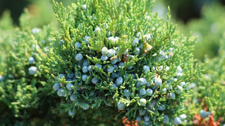 Fall Berry Plant 21 Ornamental Plants with Fall Berries
