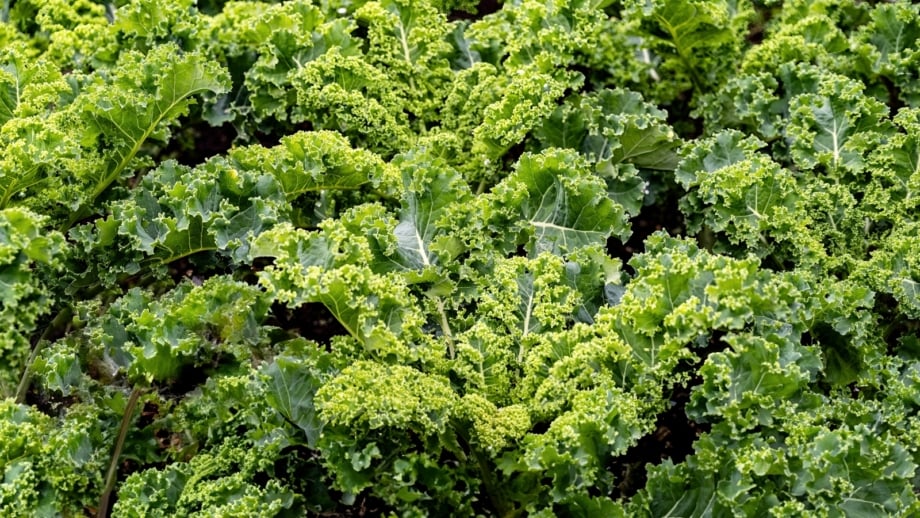 11 Seeds You Can Start in January - Epic Gardening