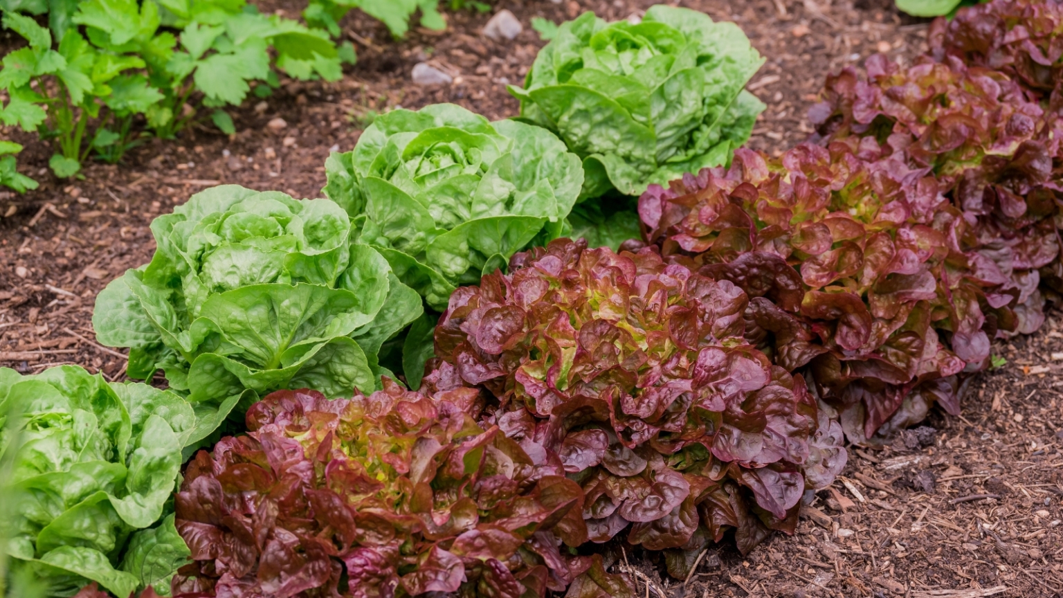 17 Crops You Can Plant in October