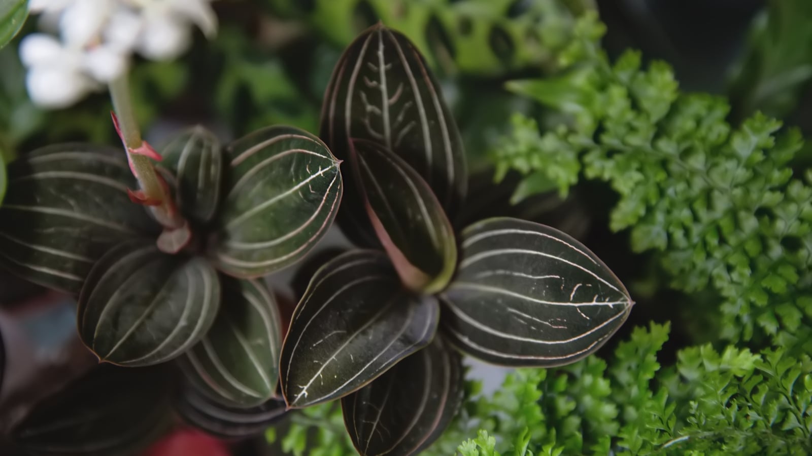 Small, rounded leaves with deep green hues and white veins showcase subtle maroon undersides, adding a velvety texture to this compact plant.