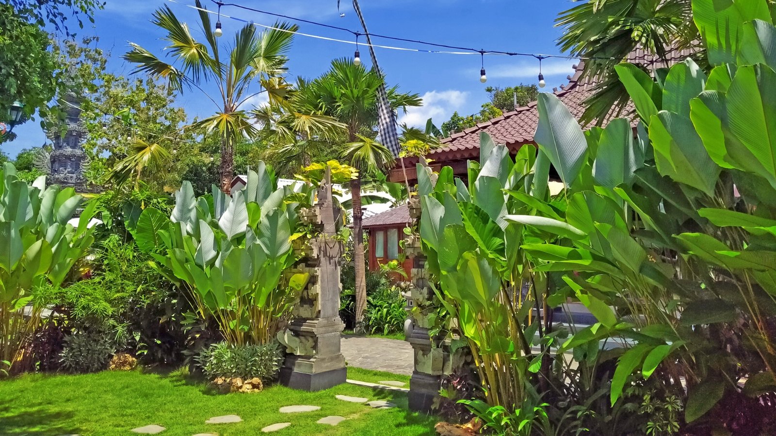 A lush tropical garden features vibrant Calathea lutea plants alongside the striking Copernicia curtissii palms.
