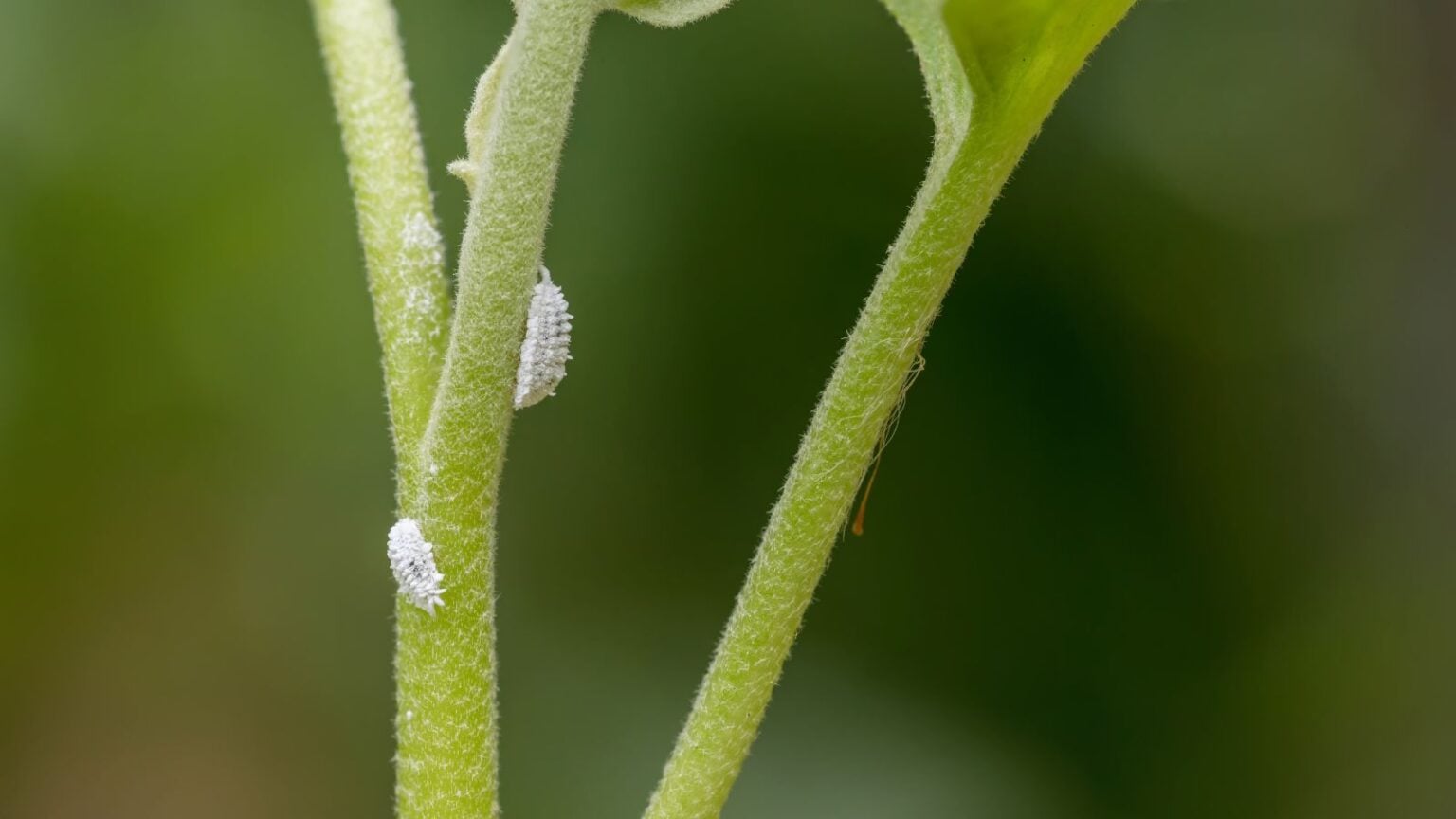 How to Remove and Prevent Mealybugs