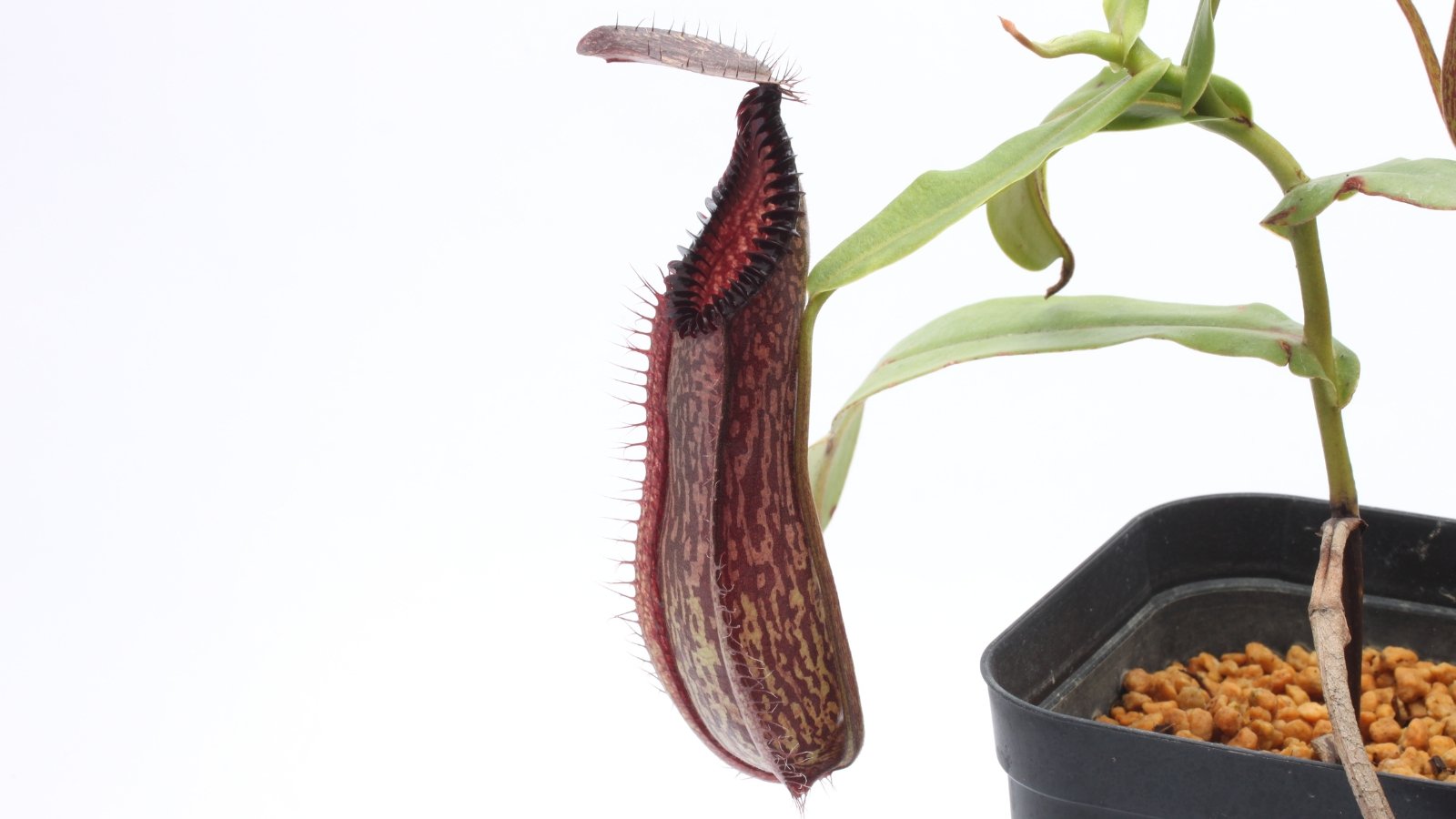 A slender, hanging pitcher-shaped structure with a curved, hooked lid and reddish-brown coloring, suspended from a vine.