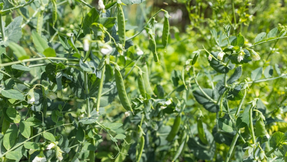17 Crops You Can Plant in October