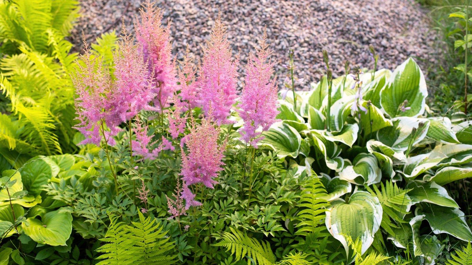 Close-up of blooming pink astilbe flowers, a lush hosta bush with large variegated leaves and bright green feathery fern fronds.