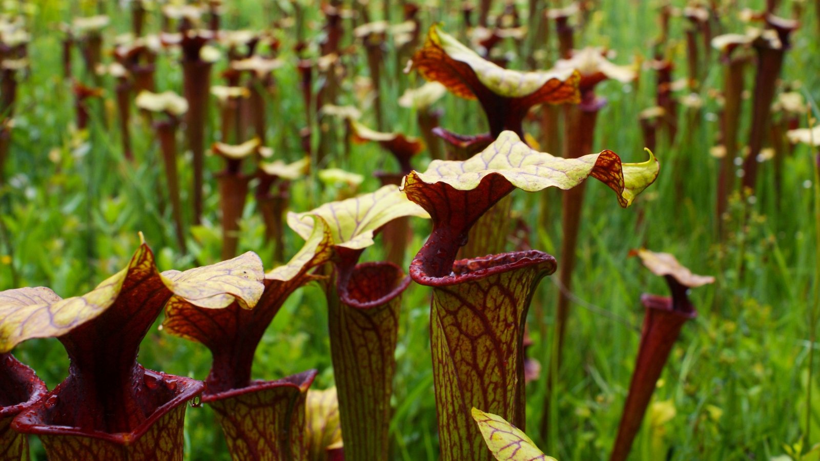 A cluster of deep purple and green tubular structures with wide, flaring lips and a large opening, standing tall and pointing upwards.