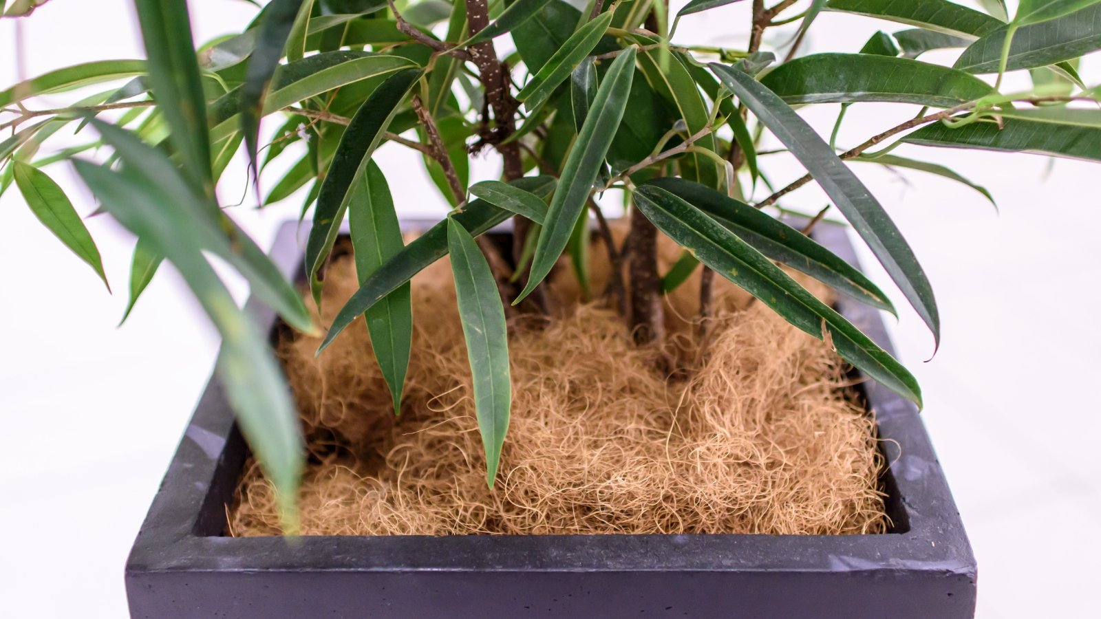 A potted indoor plant stands tall with its dark green leaves arching over a protective layer of straw mulch, contained in a rectangular planter.