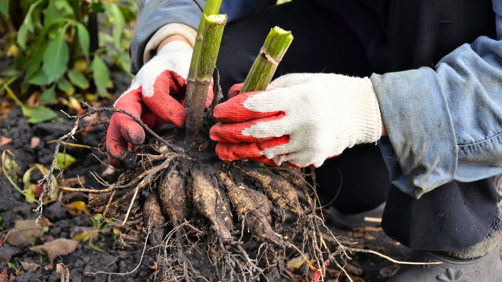 Close-up of female gardener wearing white and red gloves transplanting a large dahlia bush with freshly dug tubers of an elongated irregular shape with vertical green stems.