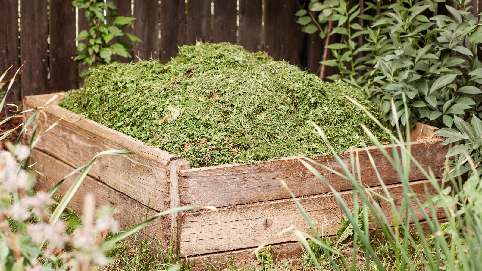 A raised wooden garden bed filled with a thick layer of green, freshly cut plant material, surrounded by overgrown plants in a backyard.