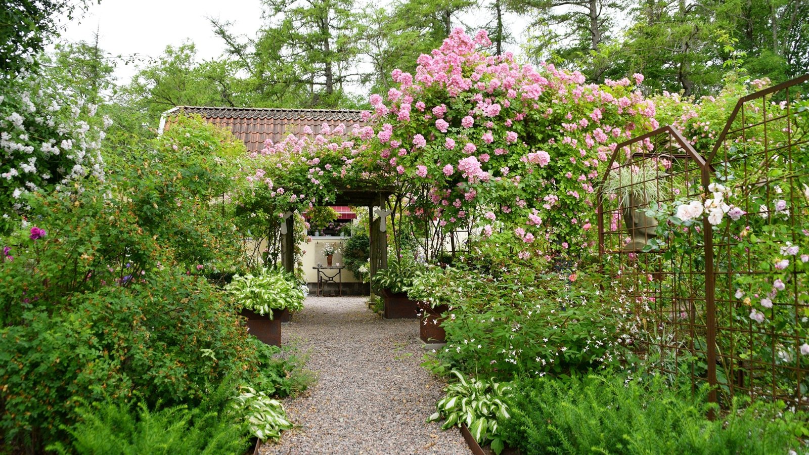 A vibrant archway covered in pink blossoms frames a narrow path, leading toward a secluded structure surrounded by thick greenery.