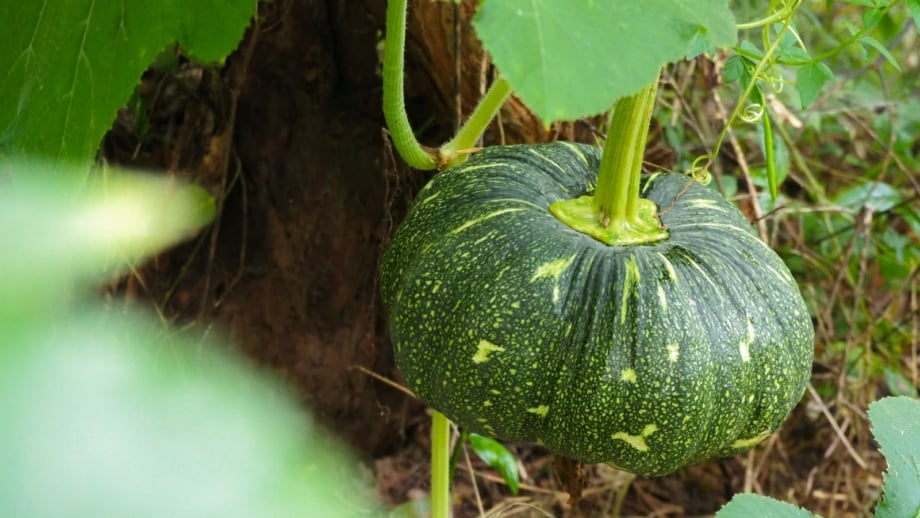 How to Ripen Green Pumpkins