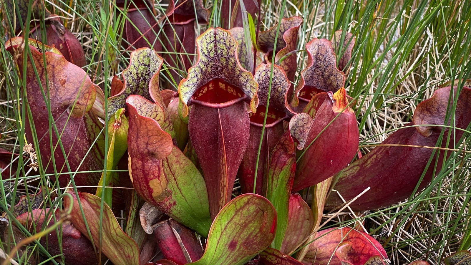 A group of purplish-red, vase-like structures with wide openings, clustered tightly together amidst surrounding greenery.