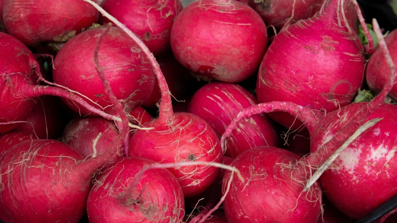 21 Delicious Turnip Varieties for the Fall Garden