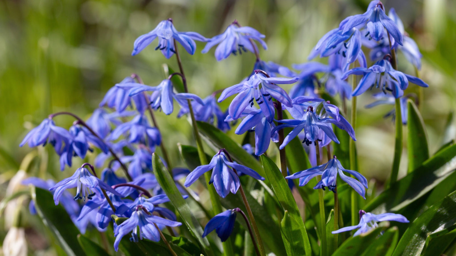 thumbnail image 2 of Wedding, Iris Bulbs For Planting Now UK, Greening Flower, Hardy Perennial, Iris Bulbs, Garden 2 of 12