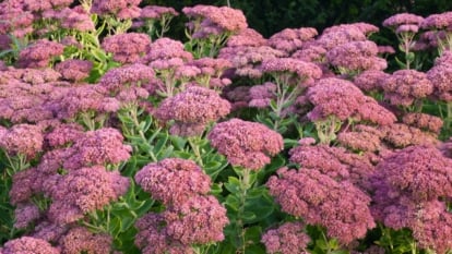 This plant has thick, fleshy, succulent leaves that are green or tinged with red, and it produces clusters of small star-shaped flowers in shades of pink.