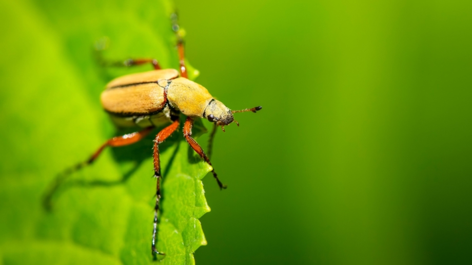 Rose Chafer Beetles: Identification and Management