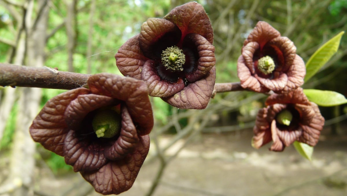 Closeup of Asimina triloba flower, pawpaw tree