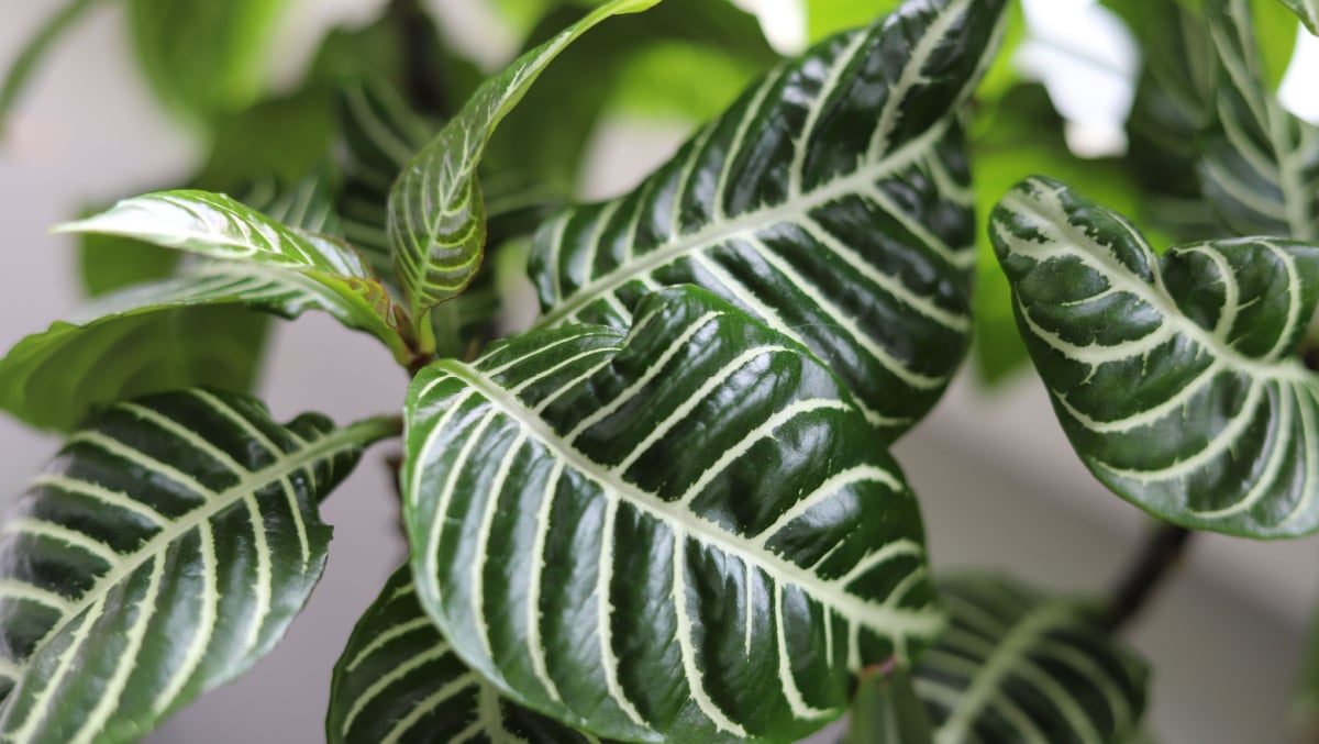 The deep green leaves with white veins of Aphelandra squarrosa, zebra plant close up.
