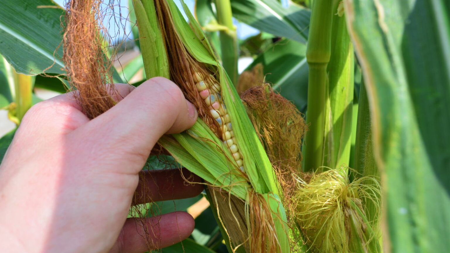 How to Plant, Grow, and Care for Corn