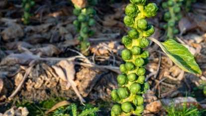 Sturdy stalks bear a bounty of tightly packed green heads, surrounded by large, crinkled leaves that provide a rich backdrop, all situated in a well lit area outdoors