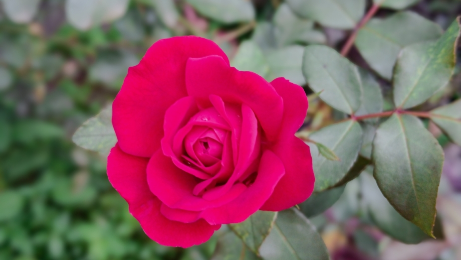 Simple Sweet Roses 15 Easy Roses That Shine in The Fall