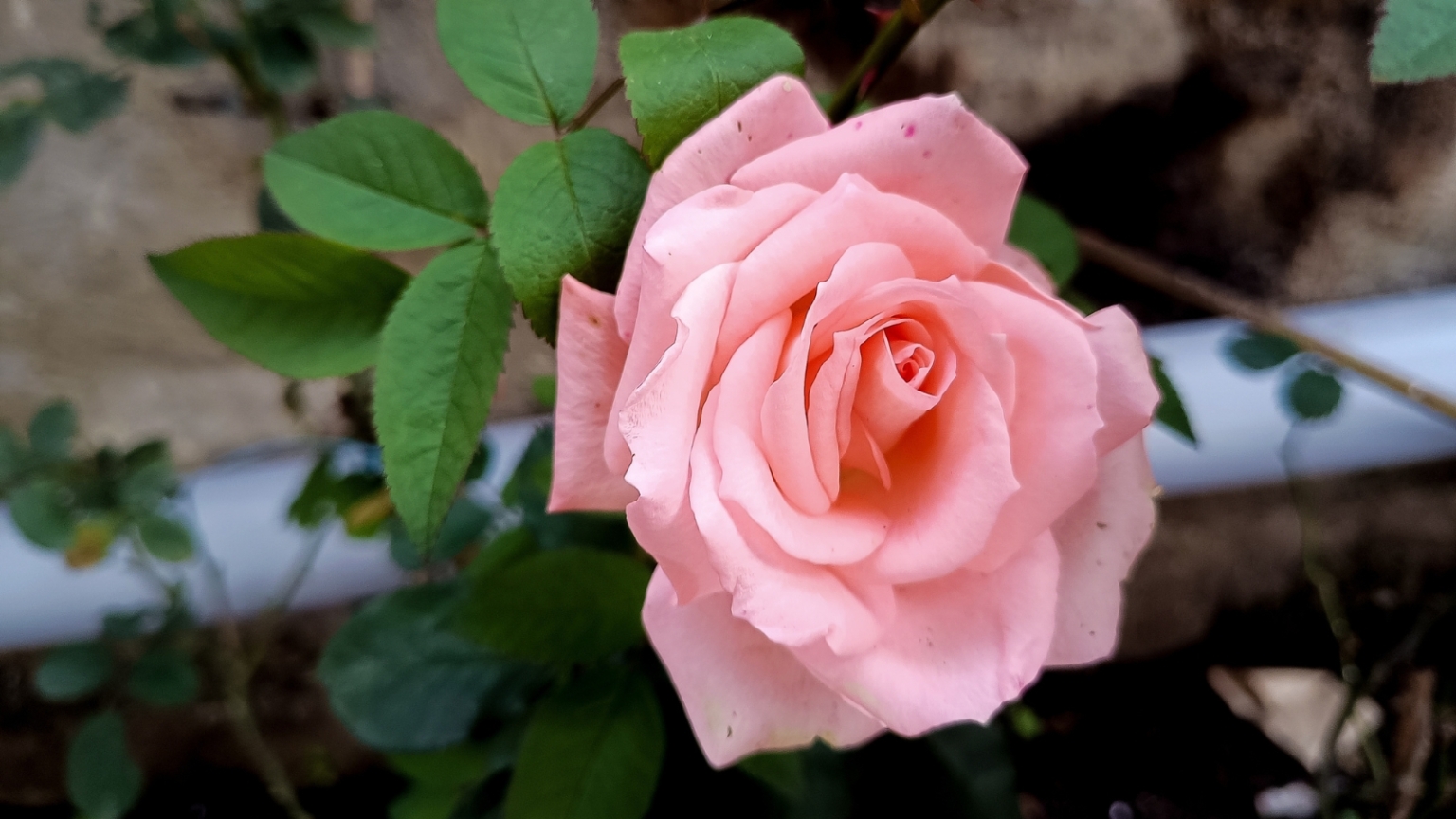 Single Easy Roses 15 Easy Roses That Shine in The Fall