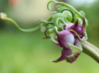 A green plant stem curls and twists as a purple sprout with layers of petals emerges from it.