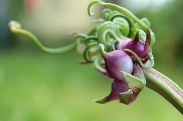 A green plant stem curls and twists as a purple sprout with layers of petals emerges from it.