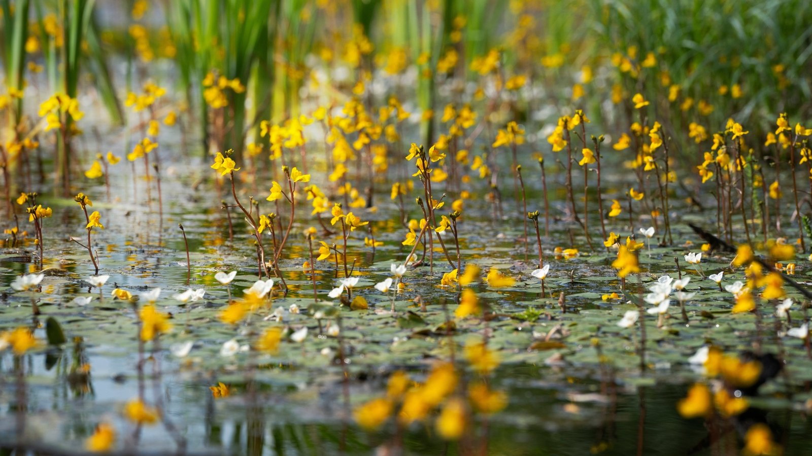 A vast landscape with delicate yellow blossoms rising above a bed of shallow water and thin, grassy stems.