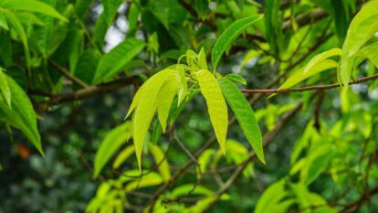How to Plant, Grow, and Care for an Atemoya Tree