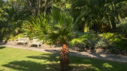 The palm features large, fan-shaped leaves with a distinctively ribbed texture and a trunk covered in a rough, gray-brown bark in a sunny garden with white benches and chairs in the background.