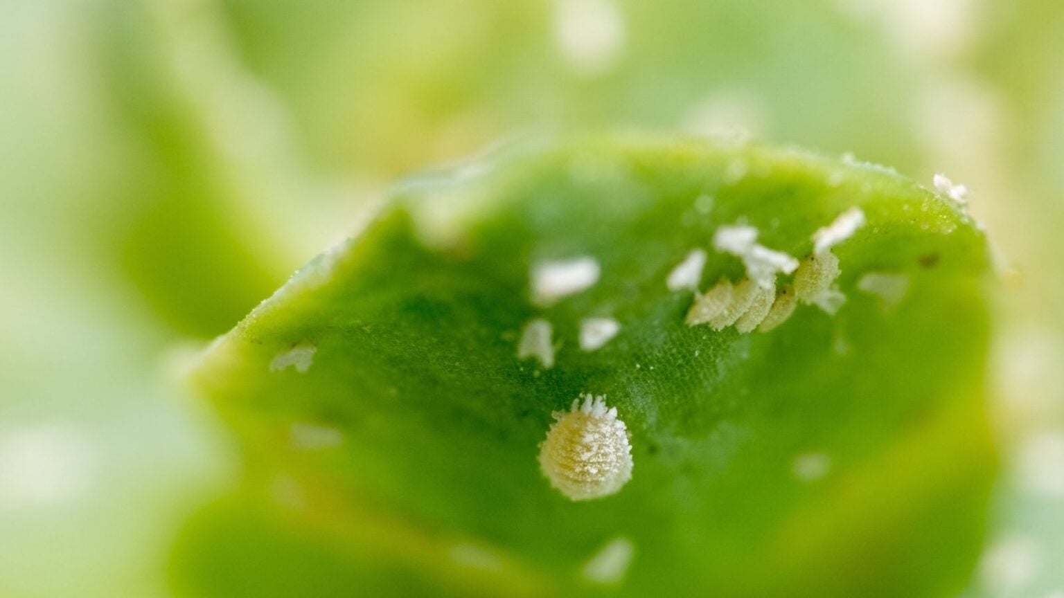 How to Remove and Prevent Mealybugs