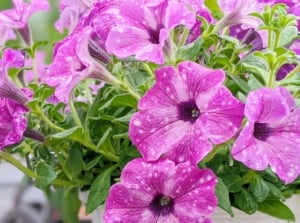 Wilting petunias still looking healthy with bright purple petals with white spots placed in a container in the garden
