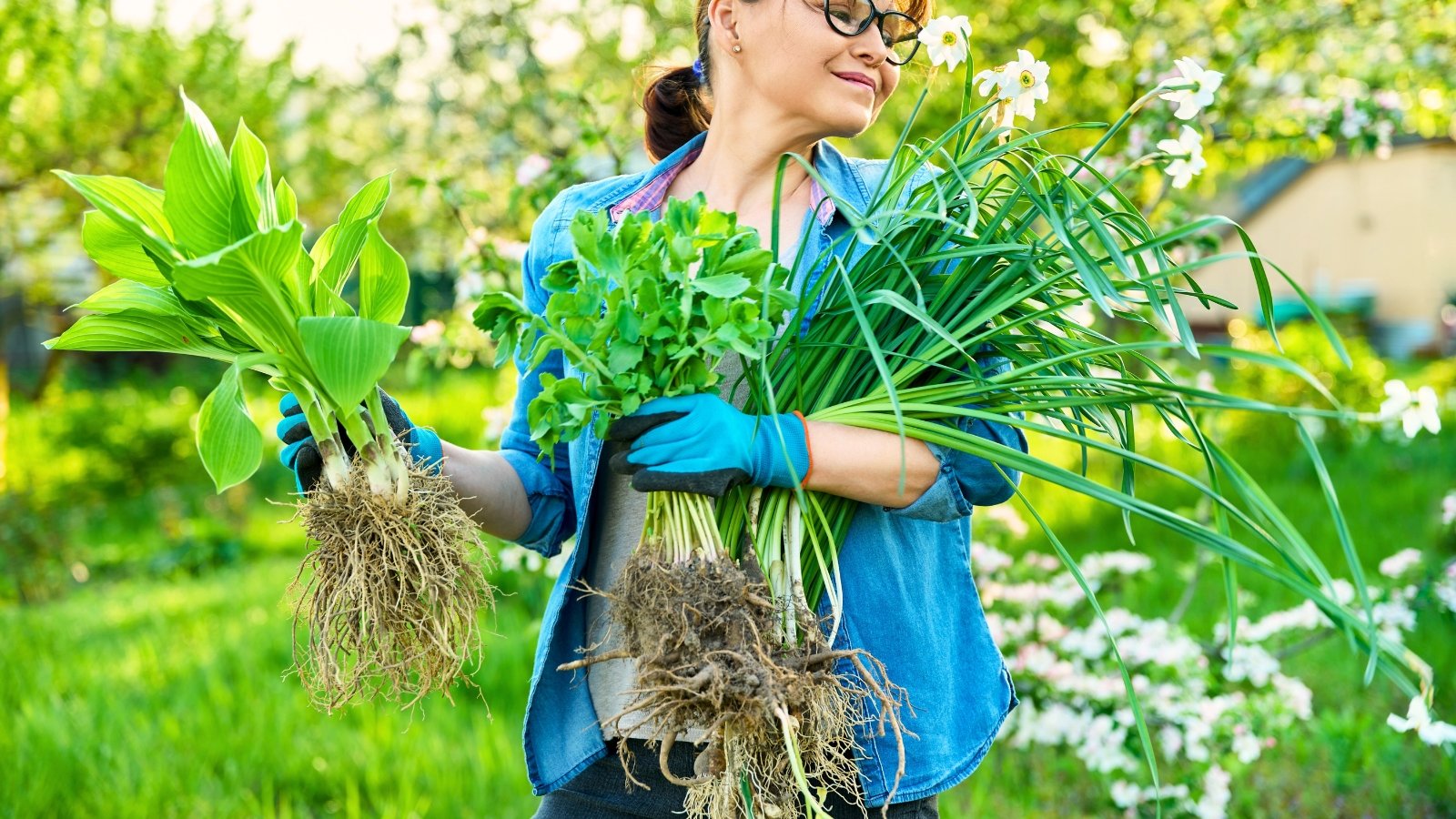 Close-up of female gardener in blue gloves holding divided hosta, sedum and daffodils plants.