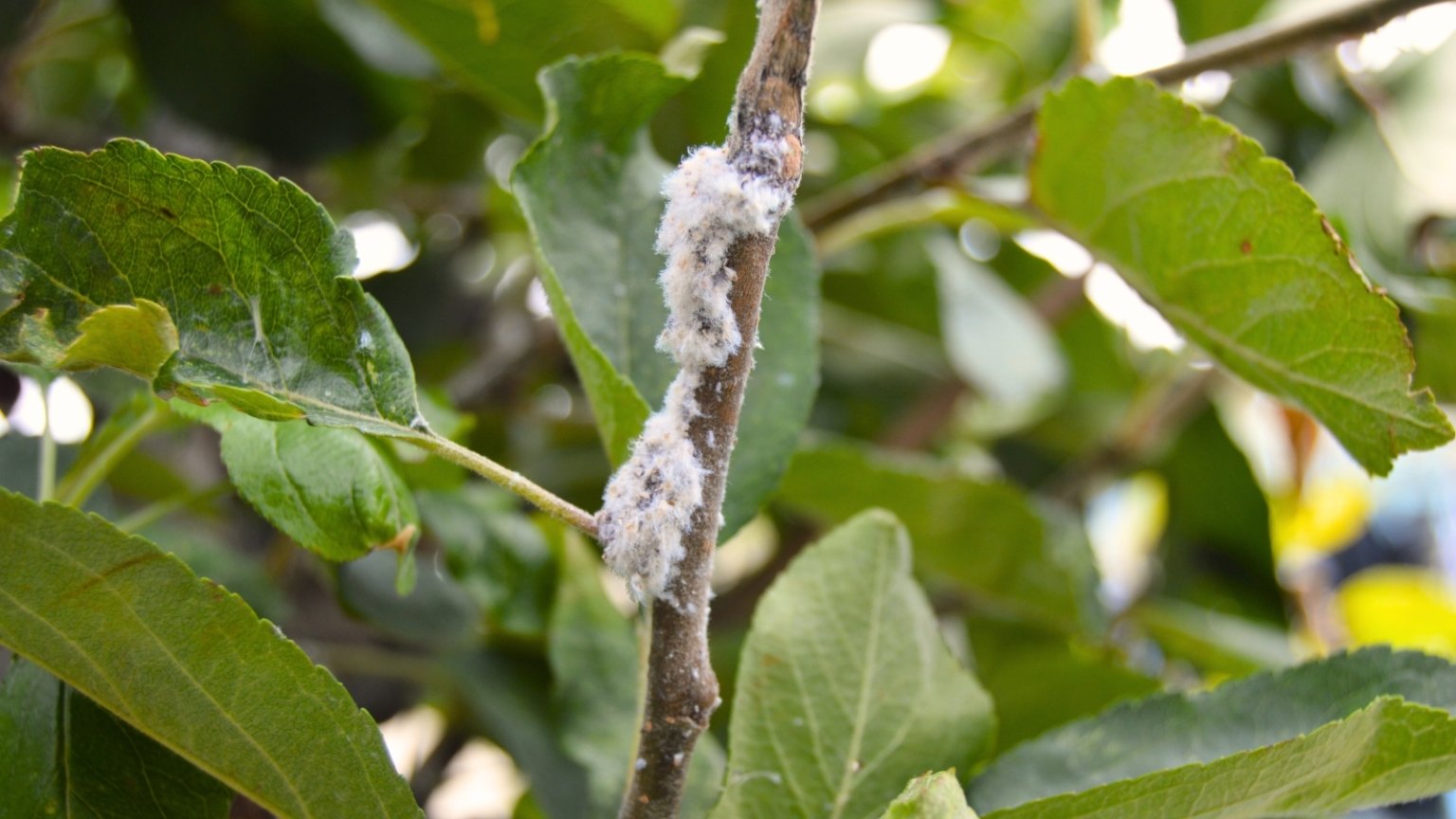 What's Eating My Apples? 13 Apple Tree Pests to Watch For
