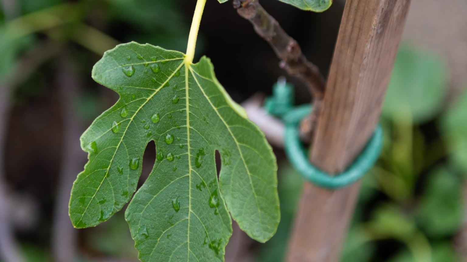 How to Prune Fig Trees for Big Harvests