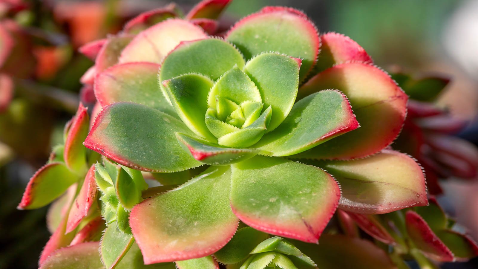 Aeonium kiwi.