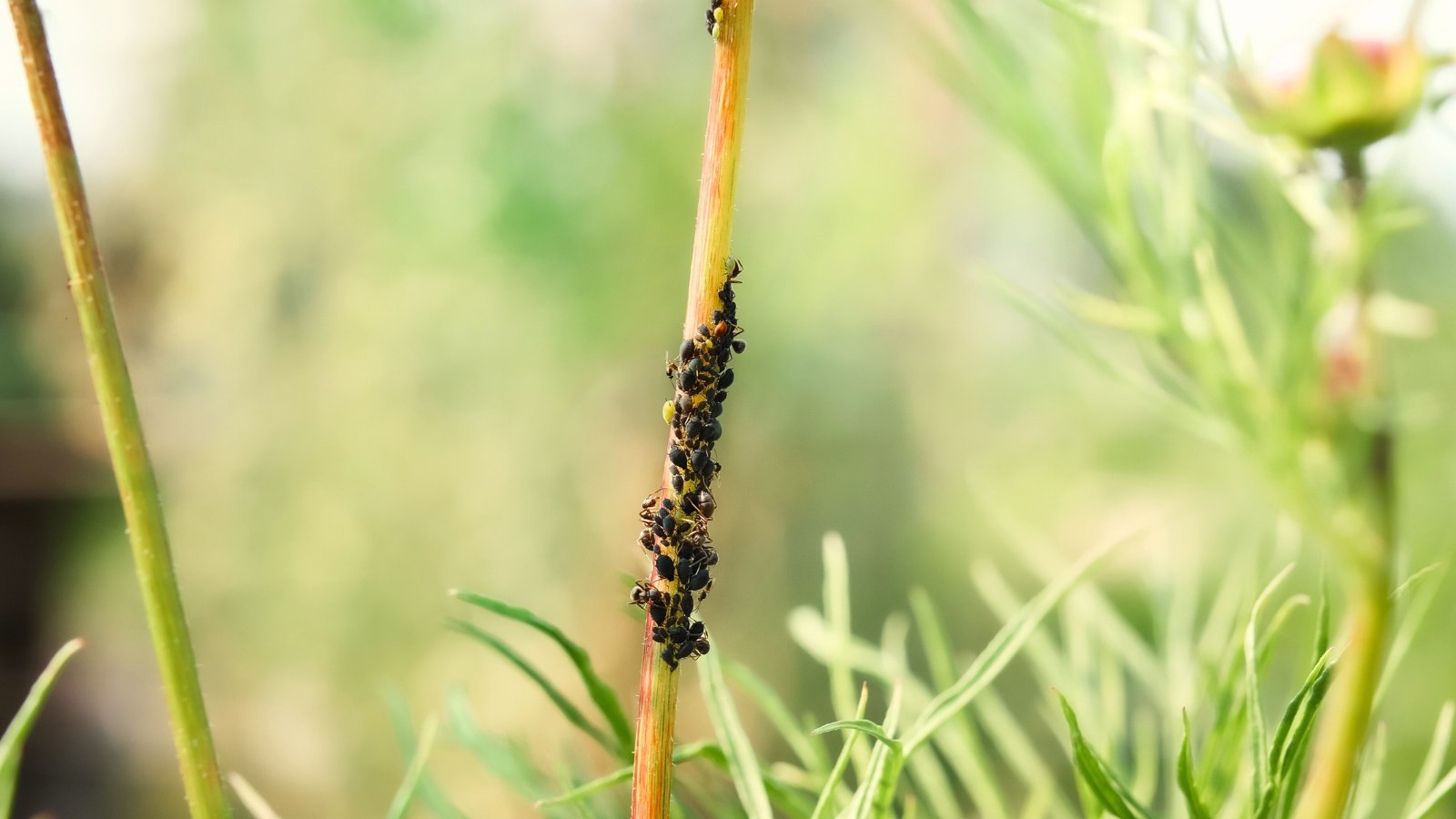 Close-up of a peony stem covered in a swarm of black aphids and ants against a blurred background of green foliage.