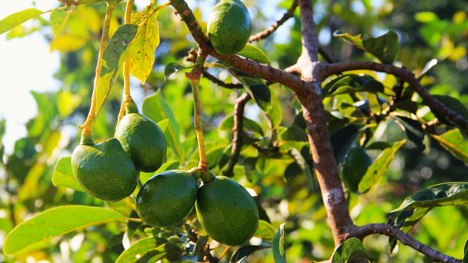 Close-up of an avocado tree with glossy, dark green leaves and ripe, pear-shaped fruits with a slightly textured skin, all bathed in sunlight.
