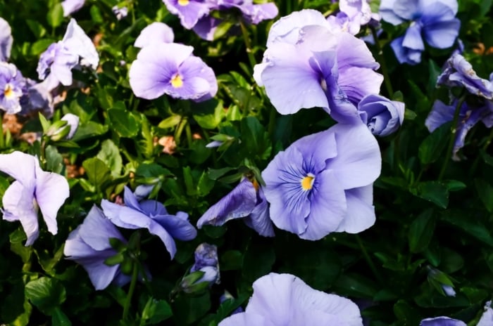 A collection of delicate blue and white blossoms with ruffled petals, nestled among green leaves.