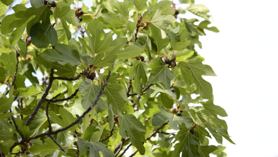 How to Prune Fig Trees for Big Harvests