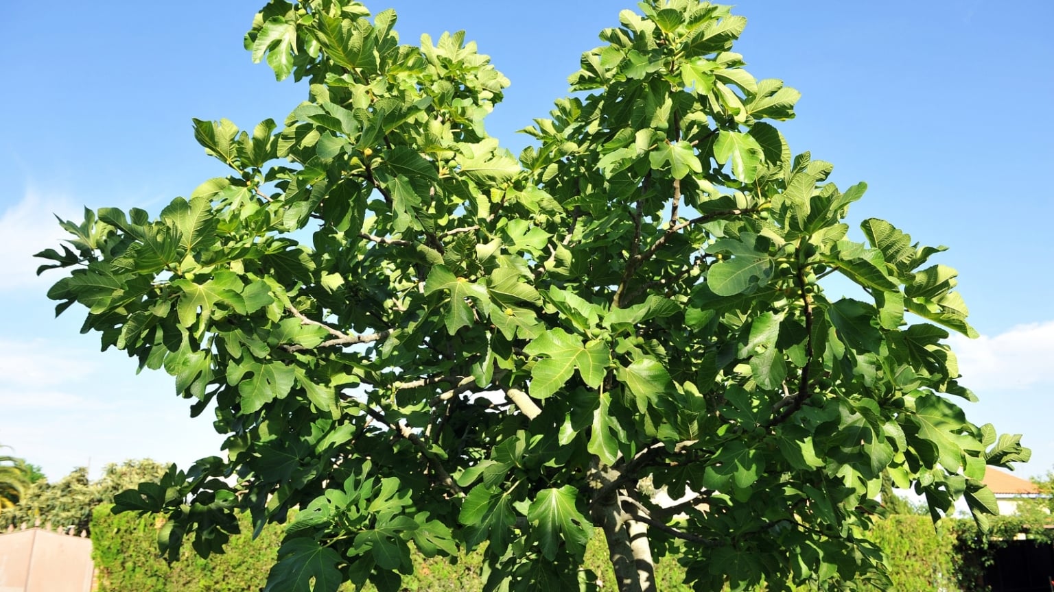 How to Prune Fig Trees for Big Harvests