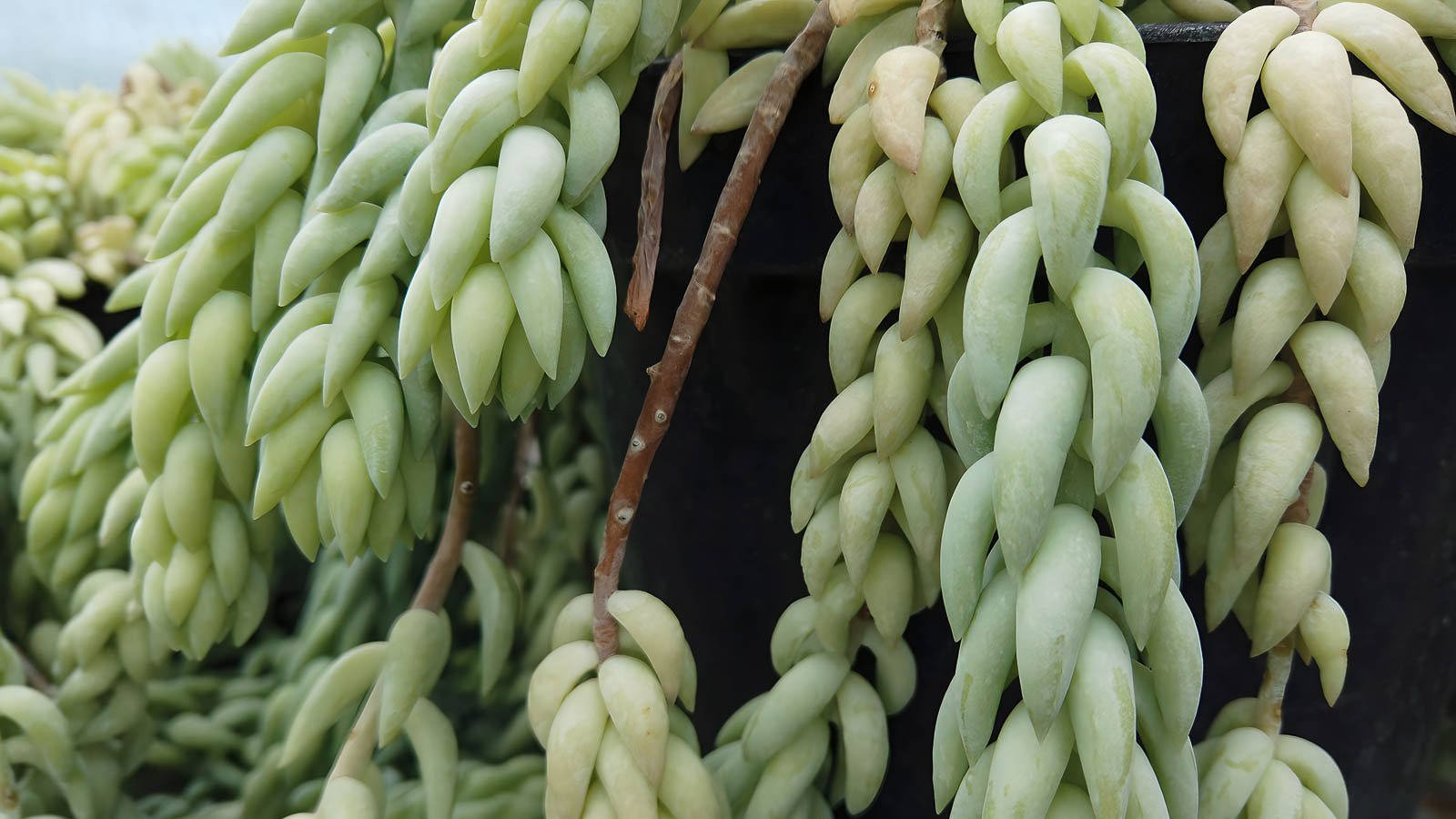 Sedum morganium.
