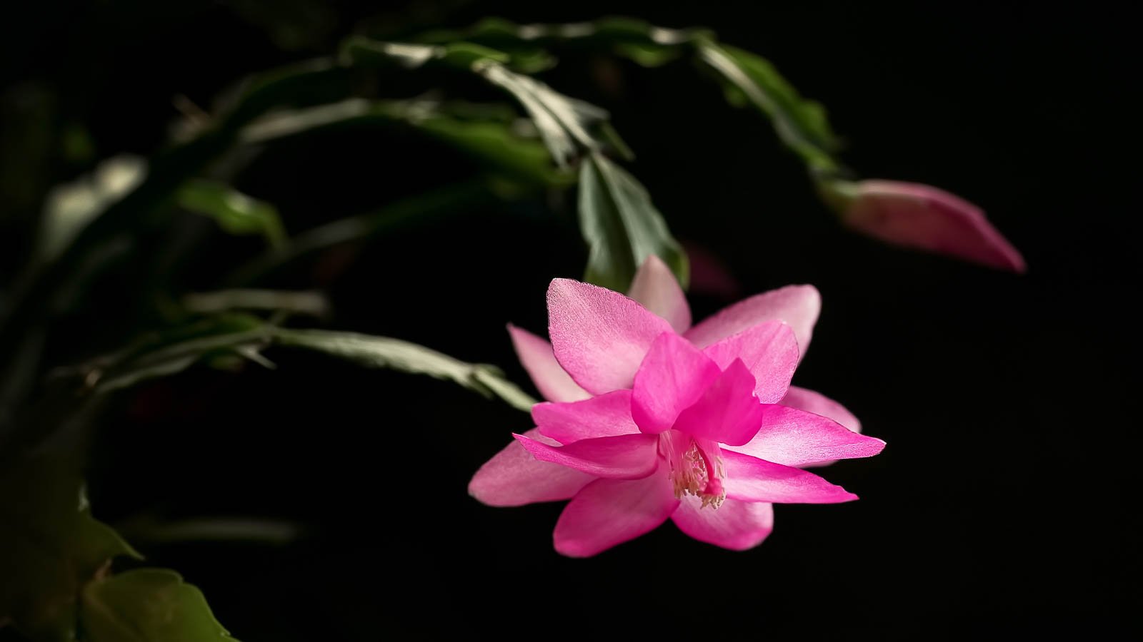 Christmas cactus flower.