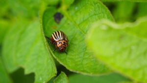 How to Identify, Control, and Prevent Colorado Potato Beetle