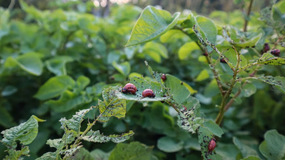 How to Identify, Control, and Prevent Colorado Potato Beetle